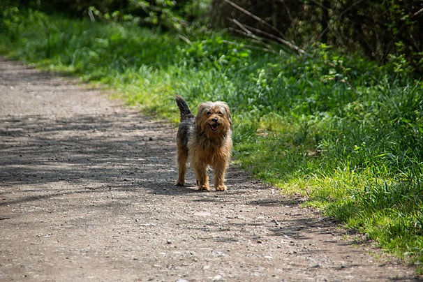 pngtree a hybrid stray dog roaming on a forested pathway photo photo image 32911890