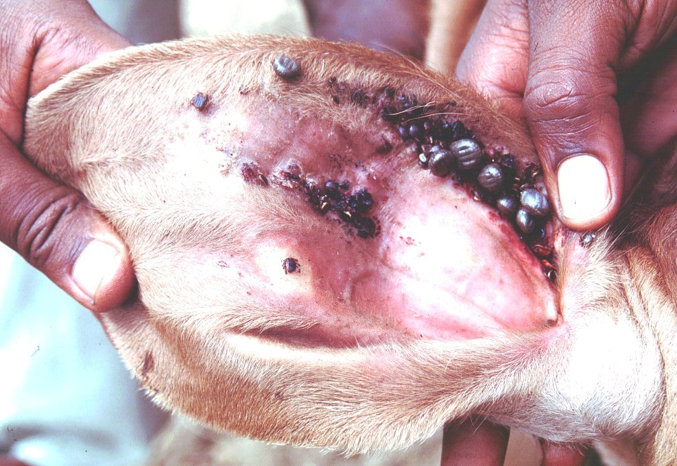 rhipicephalus appendiculatus calf ear