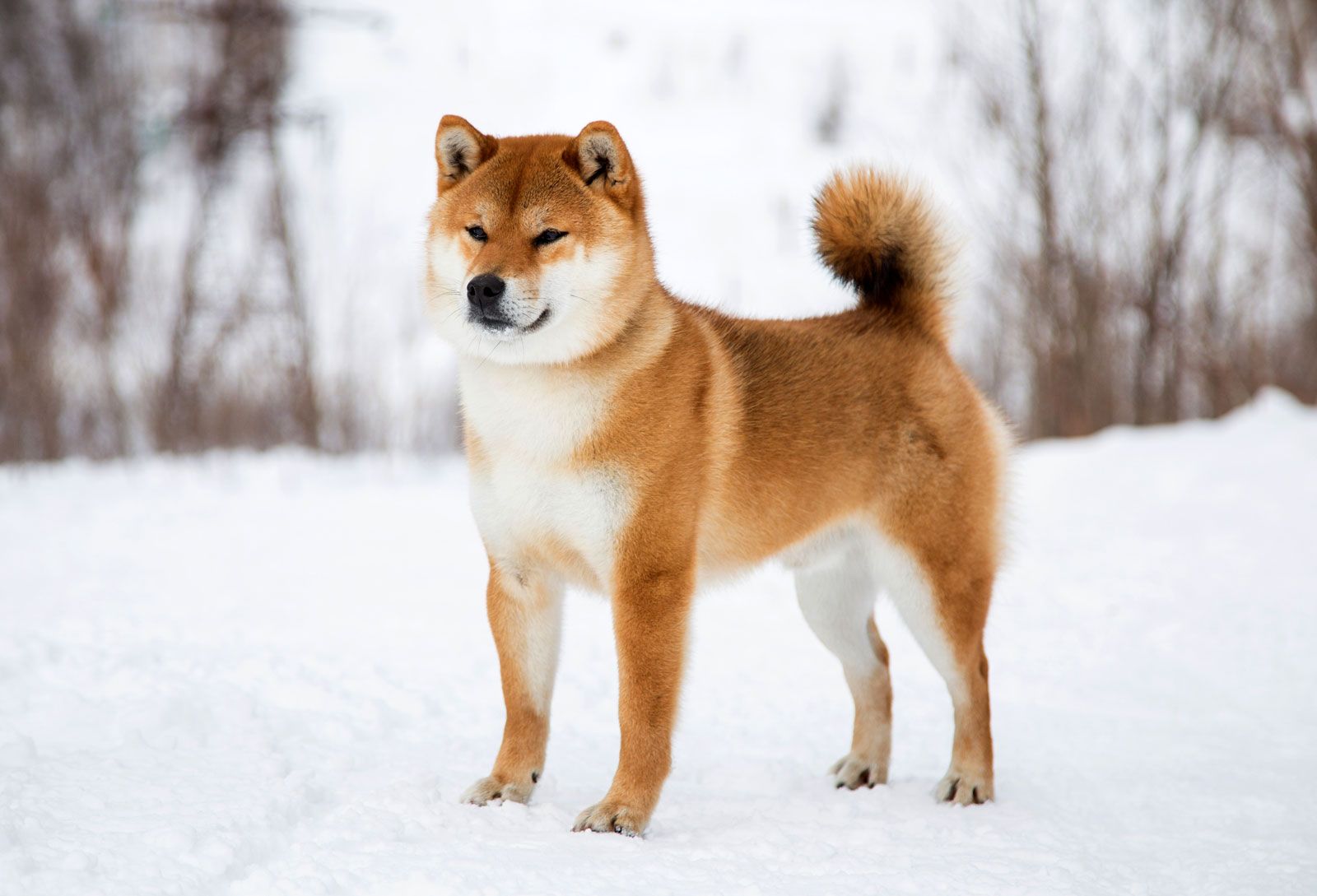 Shiba Inu | Dog, Size, Lifespan & Japan | Britannica