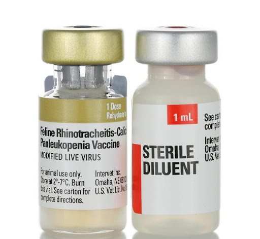Calicivirus ở mèo: một trong ba bệnh phổ biến nhất ở mèo - Kiến thức - Hàng  Châu Evegen Biotech Co., Ltd