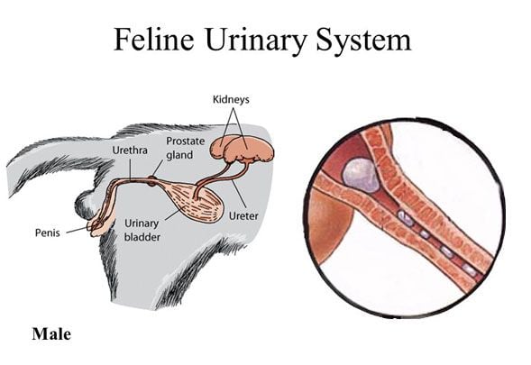 Bệnh viêm đường tiết niệu dưới ở mèo – Pet Choy