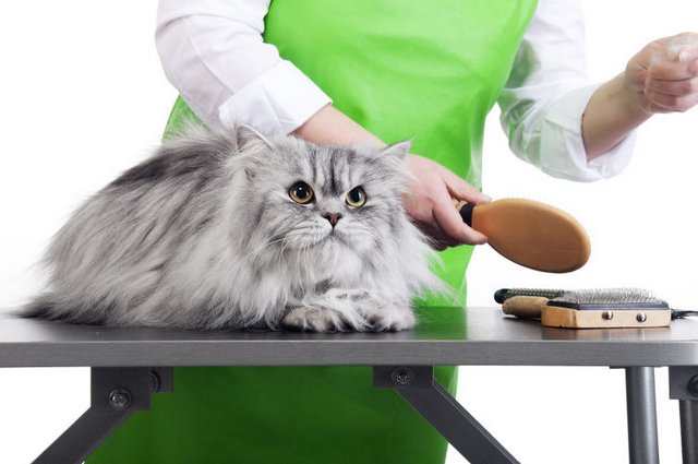 Chuẩn nhất】 Cách cắt lông mèo tại nhà chỉ với #5 bước đơn giản