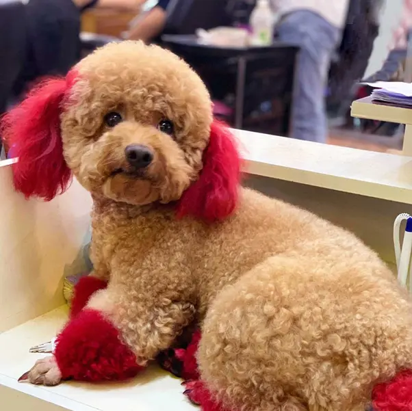 thuoc nhuom long cho poodle 5