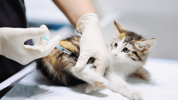 Những lưu ý khi sử dụng thuốc xổ giun cho mèo tại nhà 2025 – Mozzi Pet Shop
