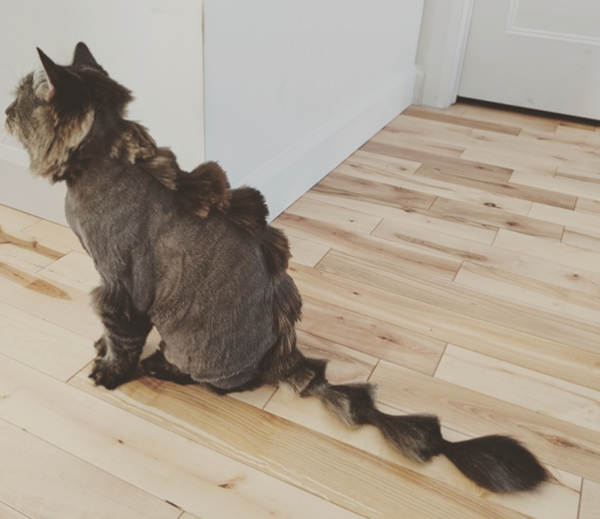 Áp dụng bí quyết cắt tỉa lông mèo này để mèo trông thật tuyệt vời | Kin  Neko Petshop