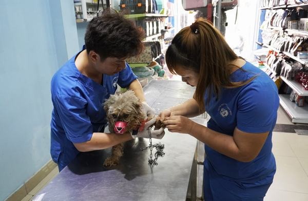 Tìm hiểu về bệnh áp xe ở chó và cách điều trị - Bệnh viện Thú Y Thi Thi TP  HCM