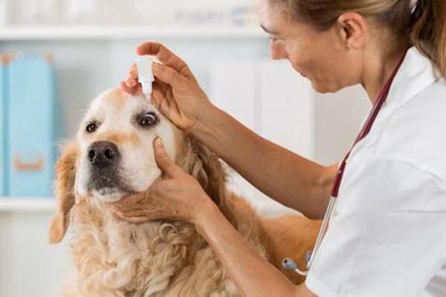 CÁCH VỆ SINH MẮT CHO CÚN CƯNG HẰNG NGÀY