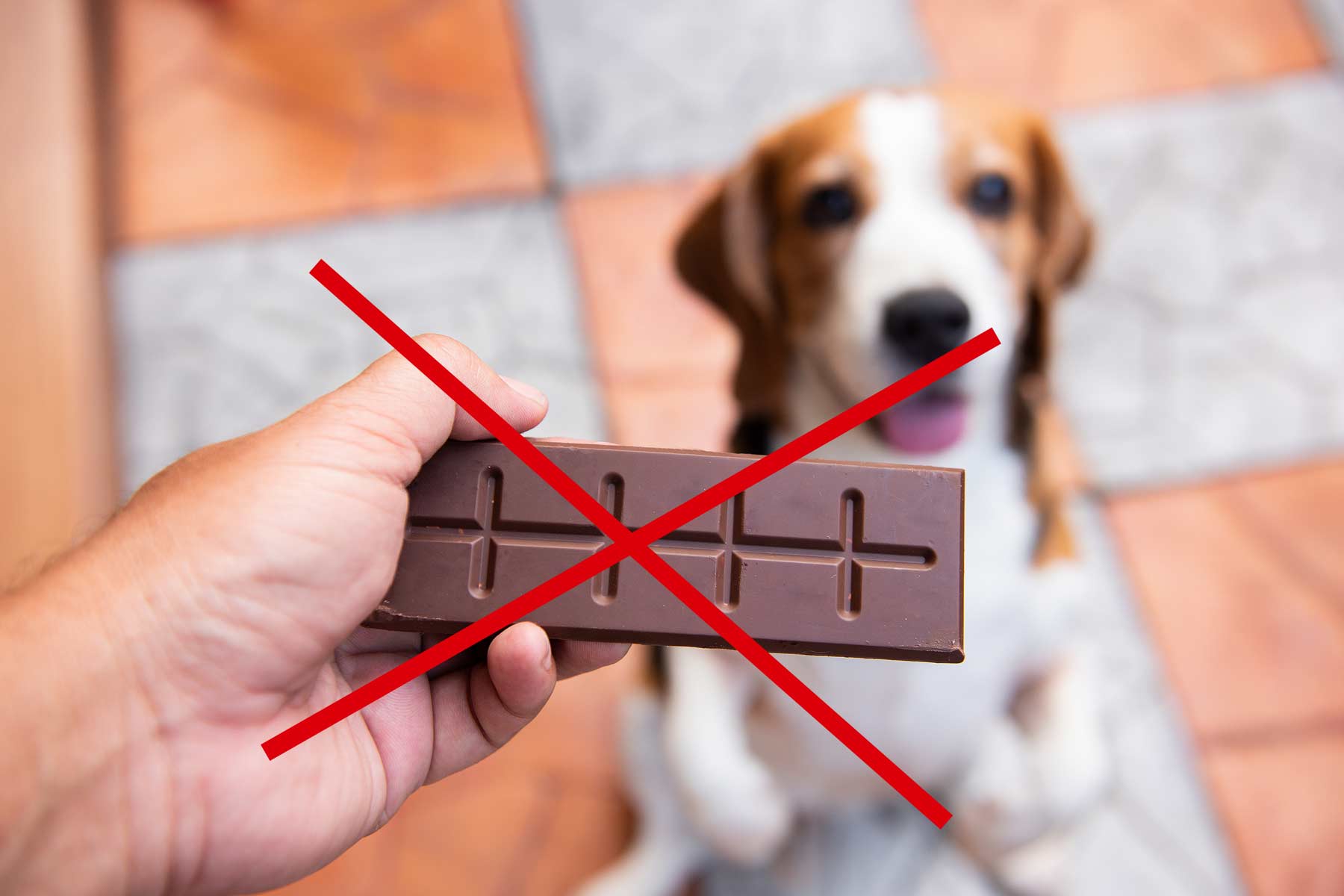 vety person holding chocolate bar marked with red X to indicate dogs cannot eat chocolate