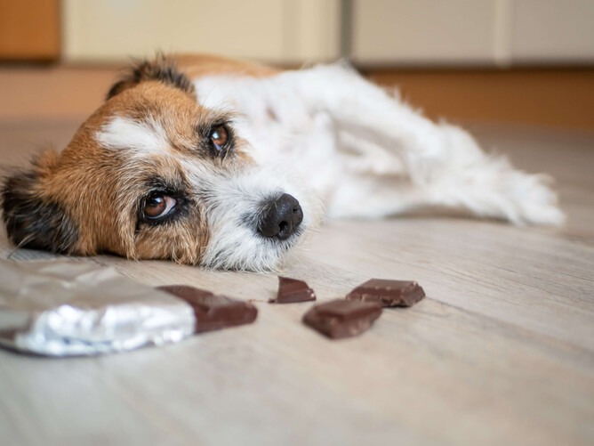 Chocolate – the sweet but deadly treat | VetSouth